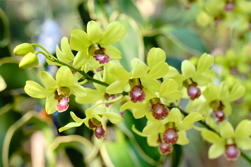 Vanda orchid yellow tropical orchid flower