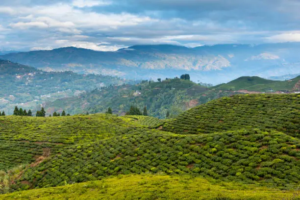 Tea Plantation in Kanyam of Ilam, Nepal