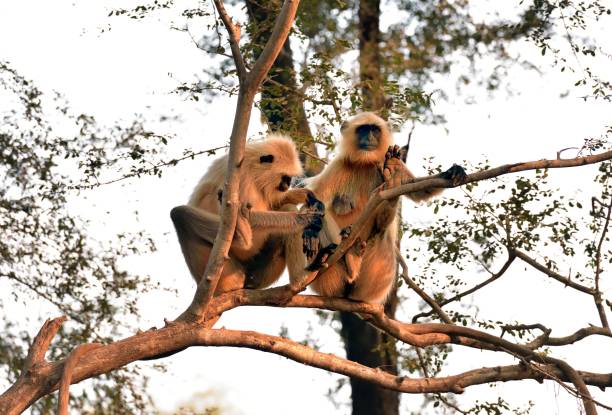 istock Matriarch Long tailed Monkey on guard duty 1199035636
