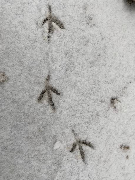 istock Bird paw prints on fresh snow 1199035653