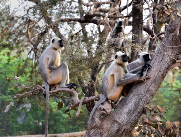 istock Matriarch Long tailed Monkey on guard duty 1199035695