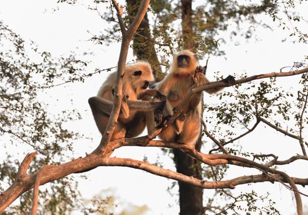 istock Matriarch Long tailed Monkey on guard duty 1199035718