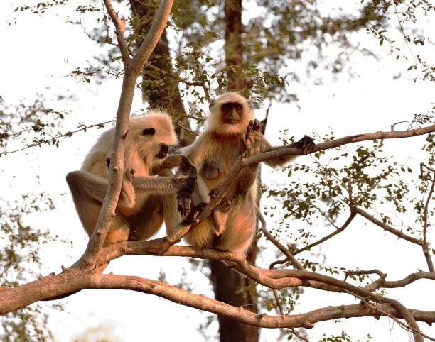 istock Matriarch Long tailed Monkey on guard duty 1199035803