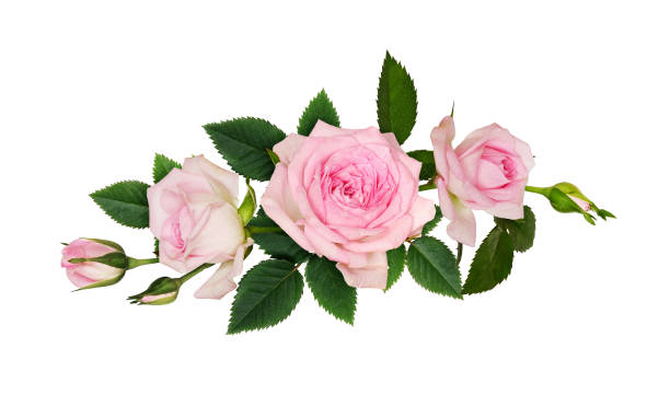 istock Pink rose flowers arrangement 1199036002