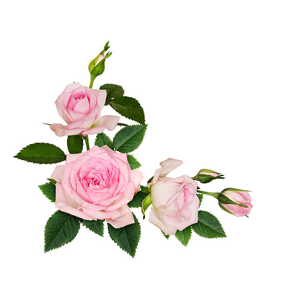 Pink rose flowers corner arrangement on white background. Top view. Flat lay.