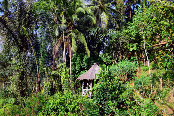 istock Rain forest at the sunrise. 1199036907