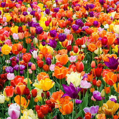 Tulips growing in agricultural fields in the Noordoostpolder in Flevoland, The Netherlands, during springtime seen from above. The Noordoostpolder is a polder in the former Zuiderzee designed initially to create more land for farming.