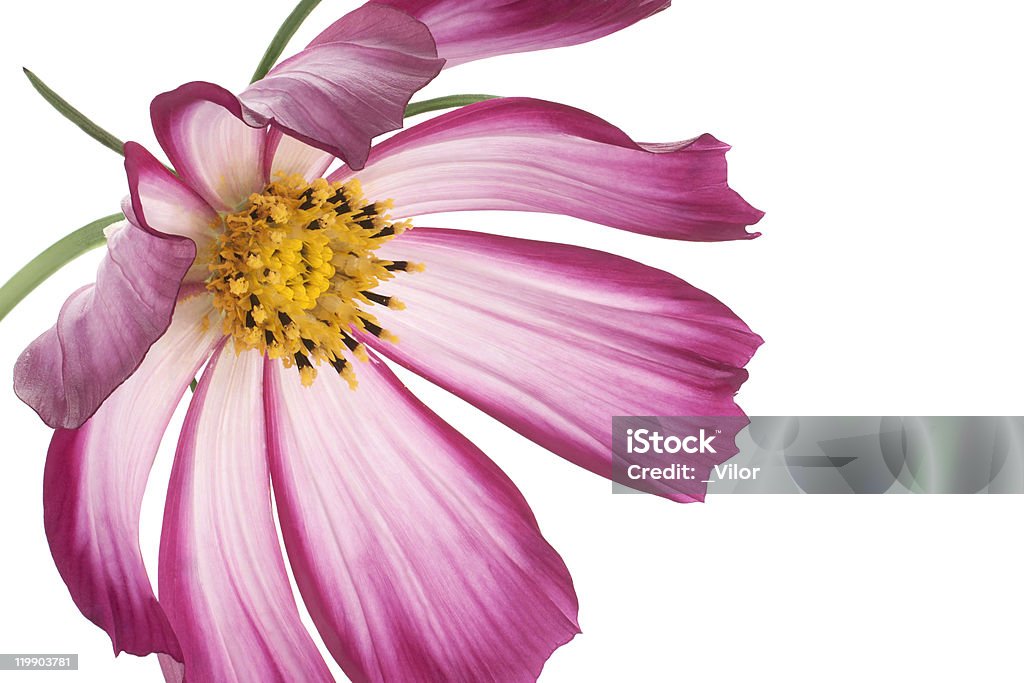 cosmos - Lizenzfrei Blume Stock-Foto