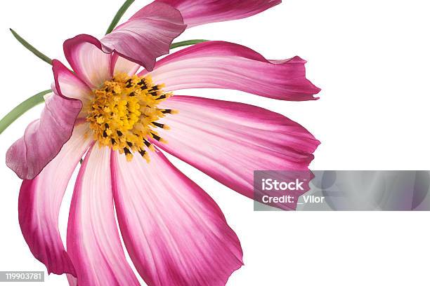 Cosmos Stockfoto und mehr Bilder von Blume - Blume, Baumblüte, Beige