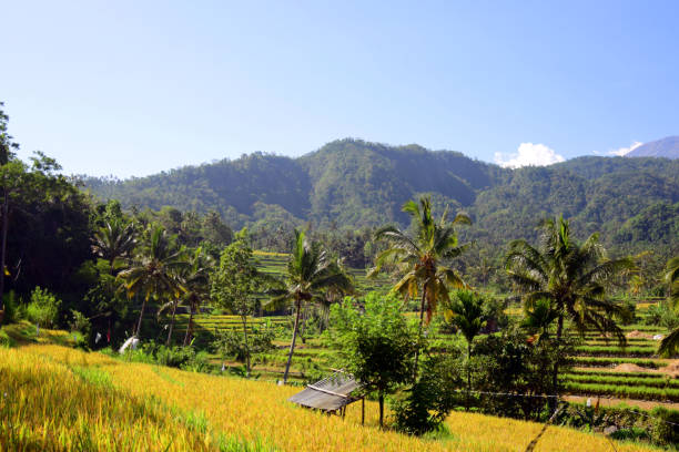 istock Rice fields and palm trees with mountains on the background. 1199039767