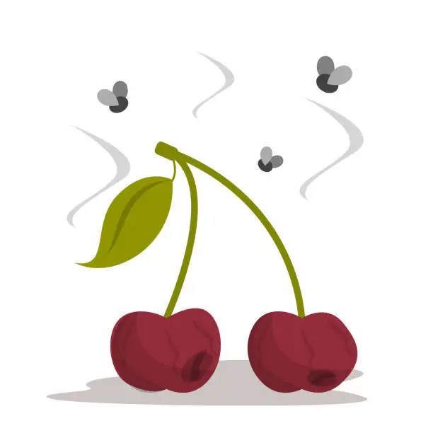 Vector illustration of Rotten cherry vector isolated. Bad dirty food