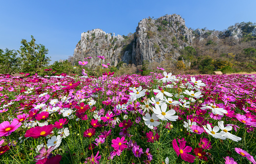 Beautiful pink cosmos field with \nLimestone mountains and blue sky background at Saraburi, Thailand, flower garden concept