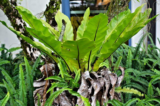 istock Bird's Nest Fern 1199041871