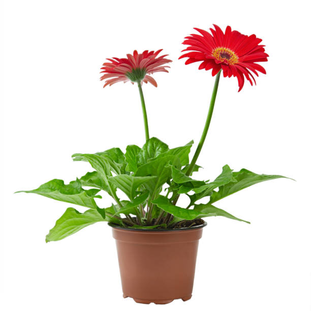 istock red gerbera flower in a flowerpot isolated on a white background. place for text. 1199042254