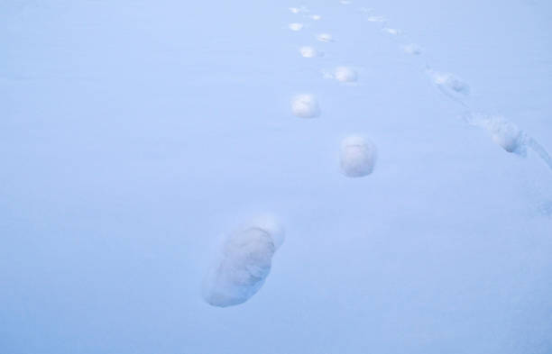 istock Foot prints of two people on white fresh deep snow background 1199043527