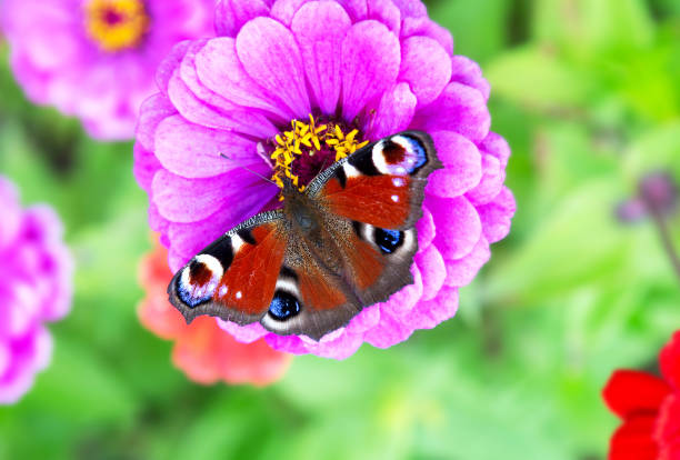 istock Butterfly on pink flower with green background. 1199044516