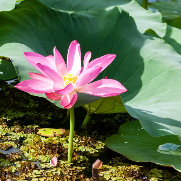istock Wild lotus flower (Nelumbo nucifera) in bloom. Australia 1199044937