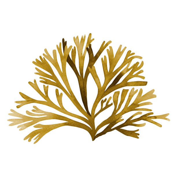 istock Brown Seaweed ,Kelp, Algae in the ocean watercolor hand painted element isolated on white background. Watercolor brown seaweed illustration design. With clipping path. 1199045022