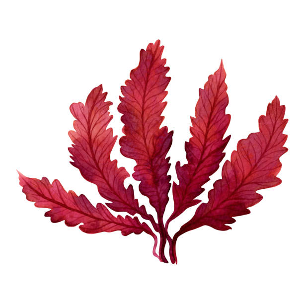 Red Seaweed,kelp, Algae in the ocean, watercolor hand painted element isolated on white background. Watercolor red seaweed illustration design. With clipping path. Red Seaweed,kelp, Algae in the ocean, watercolor hand painted element isolated on white background. Watercolor red seaweed illustration design. With clipping path. red algae stock illustrations