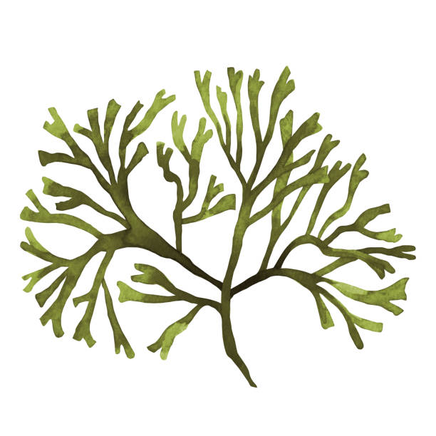 istock Green Seaweed, kelp, Algae in the ocean, watercolor hand painted element isolated on white background. Watercolor green seaweed illustration design. With clipping path. 1199045239
