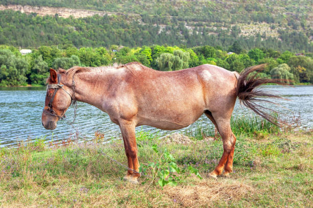 istock horse standing near lake 1199045841