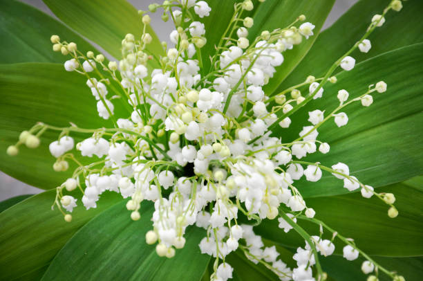 Lily of the valley bouquet stock photo