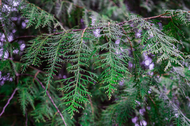 istock green cypress branches after frosts in winter. 1199049864