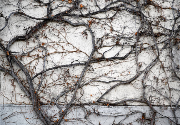 Detail of a the facade of a building covered with parthenocissus in winter.