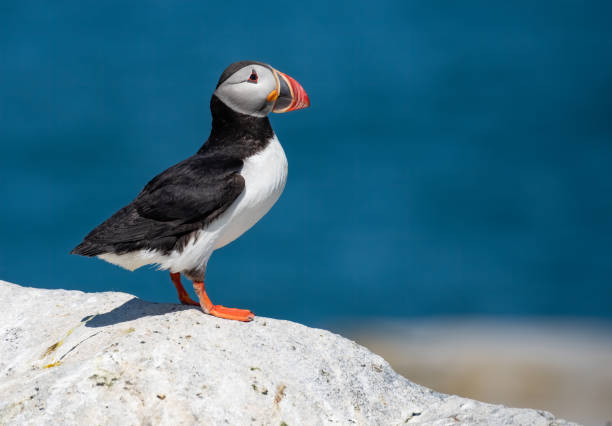 pulcinella di mare atlantica - alcidae foto e immagini stock