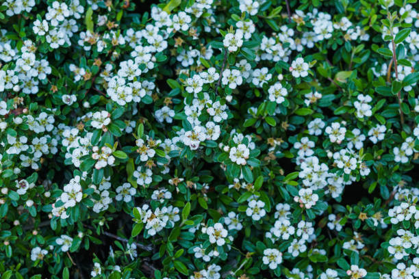 istock Spring white flowers for decoration garden bed. 1199053400