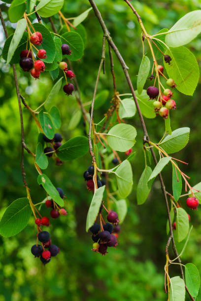 istock Irgi berries on the branches. Delicious, vitamin berries on the tree in summer. 1199053468