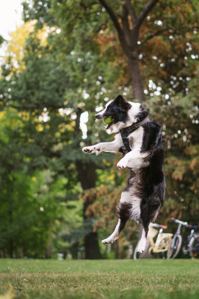 istock Happy dog catching a ball 1199054281