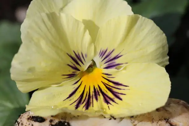 Viola, Pansy flower or perfect love