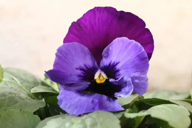 Pansy flower, viola or perfect love