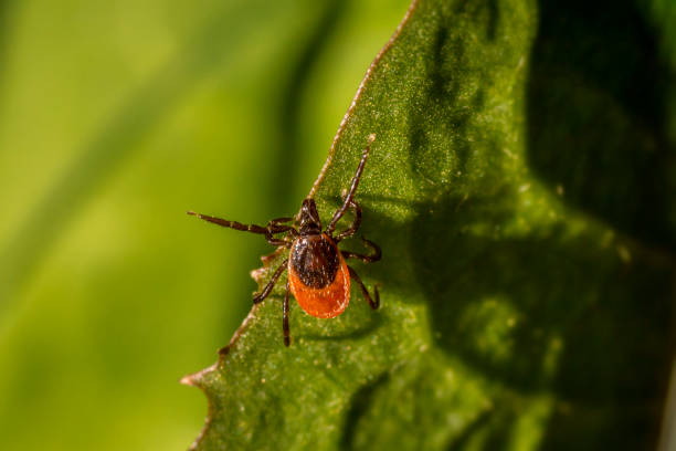 istock The castor bean tick (Ixodes ricinus) 1199055551