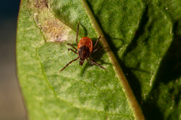 istock The castor bean tick (Ixodes ricinus) 1199055631