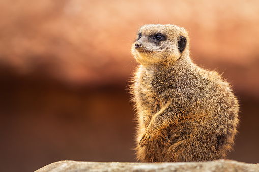 Closeup Suricata suricatta known as meerkat in summer rock area