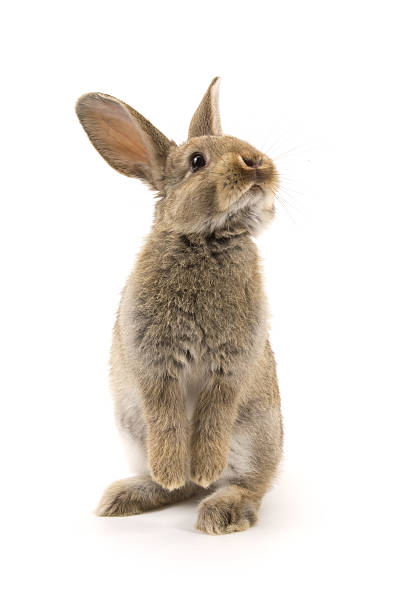 bunny - coelho animal - fotografias e filmes do acervo