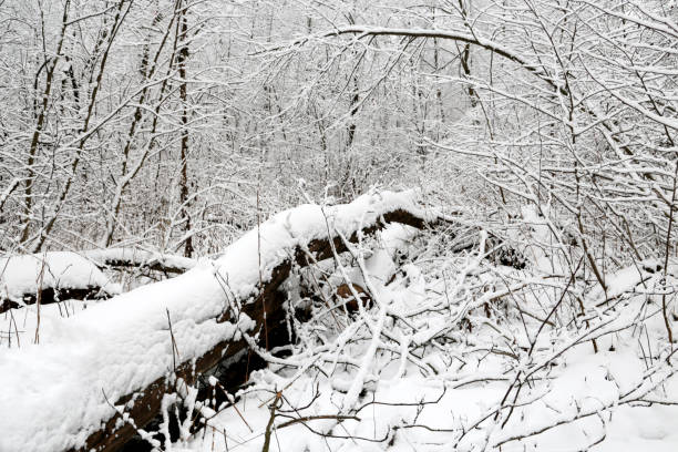 Nature after snowfall, cold weather