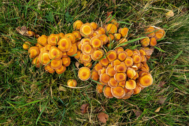 Marasmius oreades, the Scotch bonnet growing in the lawn many small brown mushrooms growing in a fairy ring in the lawn marasmius oreades mushrooms stock pictures, royalty-free photos & images