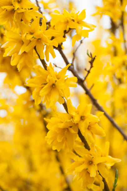 Blossoming forsythia bush in springtime Blossoming forsythia bush in springtime forsythia garden stock pictures, royalty-free photos & images