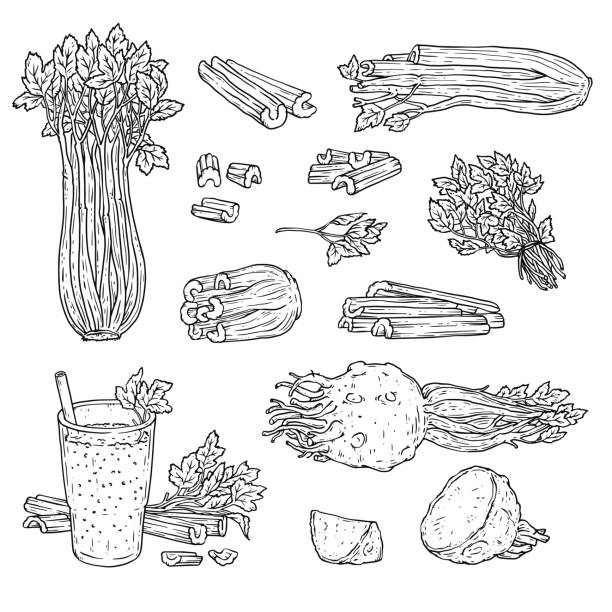 illustrazioni stock, clip art, cartoni animati e icone di tendenza di set di disegno linea sedano - vegetale intero, gambi tritati, radice, bevanda frullata - juice celery drink vegetable