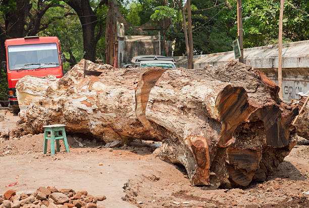 huge tree log stock photo