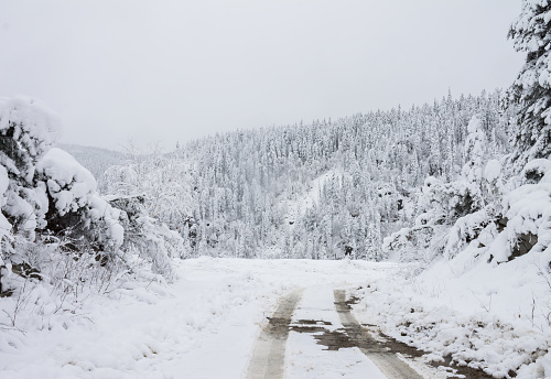 A dirt road running along winter forest snowy taiga hills Beautiful beautiful nature of Russia. Taiga forest in winter. Frosty snowy overcast weather.