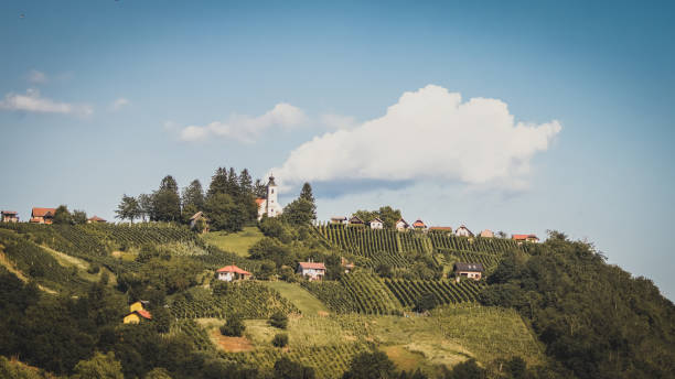 istock Vineyards with church 1199060978