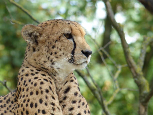 istock Cheetah on the watch 1199061609