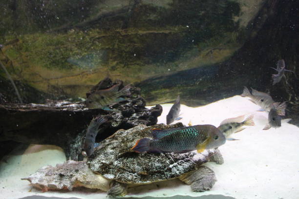 istock A large swamp turtle sits in the terrarium 1199063995