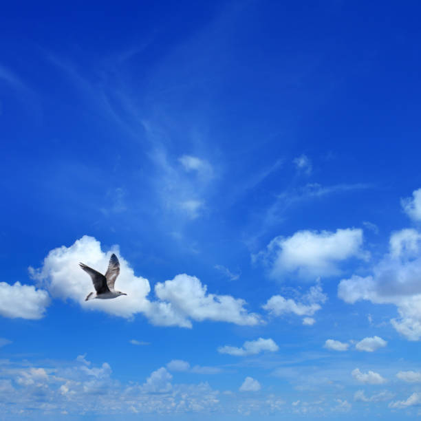istock seagull flying in sunny sky 1199064374