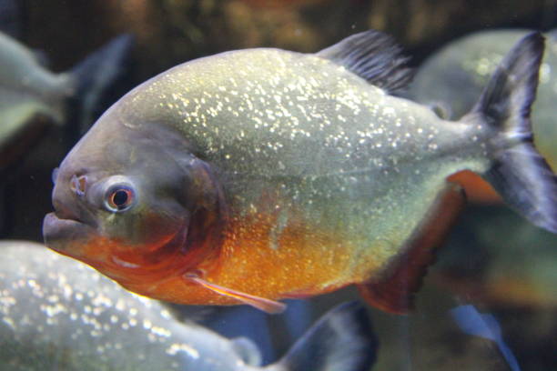 istock A flock of piranha fish in water. 1199065446