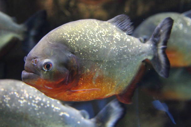 istock A flock of fish of different colors. 1199065457